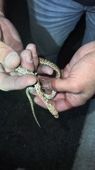 Pituophis catenifer affinis