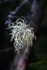Evernia prunastri