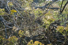 Senecio pleistocephalus