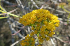 Senecio pleistocephalus