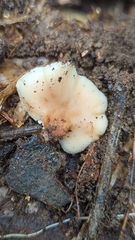 Auriscalpium villipes