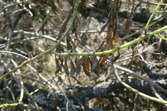 Senecio pleistocephalus