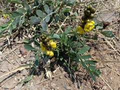 Senna italica