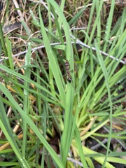 Myrmecia