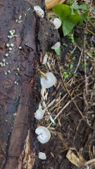 Auriscalpium villipes