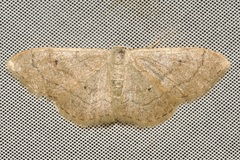 Idaea aversata