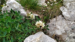 Trifolium montanum
