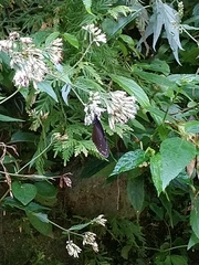 Eupatorium tashiroi