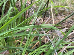 Myrmecia