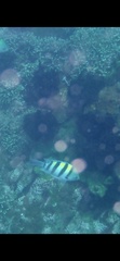 Abudefduf vaigiensis