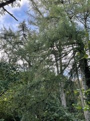 Larix decidua