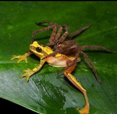 Dendropsophus ebraccatus