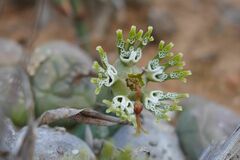 Euphorbia globosa