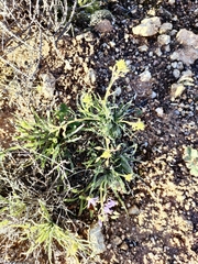 Cyanella