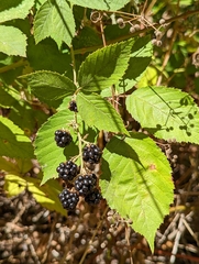Rubus