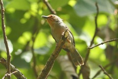 Apalis bamendae