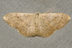 Idaea aversata