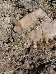 Alternanthera pungens