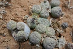 Euphorbia globosa