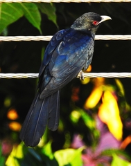 Eudynamys scolopaceus