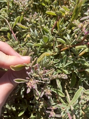 Tetragonia decumbens