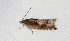 Ancylis uncella
