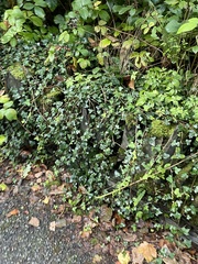 Hedera helix