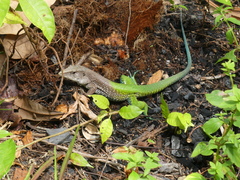 Ameiva ameiva