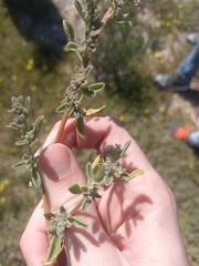Tetragonia decumbens