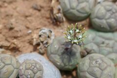 Euphorbia globosa
