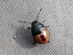 Piezodorus lituratus