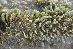 Caulerpa brownii