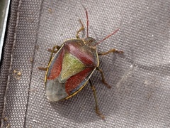 Piezodorus lituratus