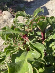 Mesembryanthemum crystallinum