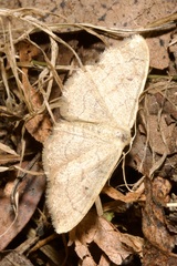 Idaea aversata