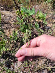 Corispermum hyssopifolium