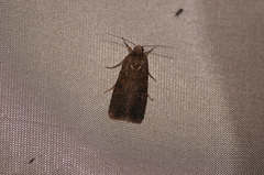 Spodoptera exigua