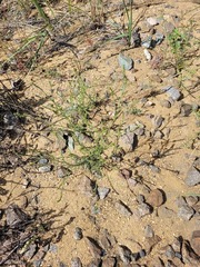 Corispermum hyssopifolium