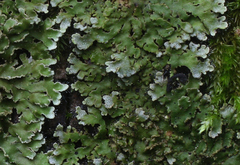 Physconia perisidiosa