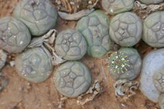Euphorbia globosa