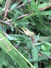 Aiolopus thalassinus tamulus