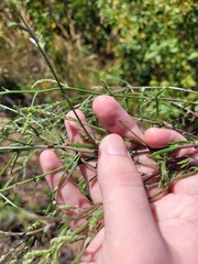 Corispermum hyssopifolium