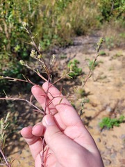 Corispermum hyssopifolium