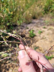 Corispermum hyssopifolium