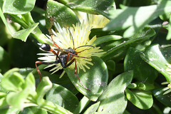 Ammophila