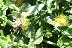 Ammophila