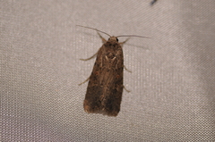 Spodoptera exigua