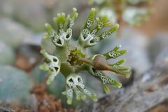 Euphorbia globosa