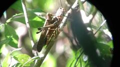 Tropidacris cristata
