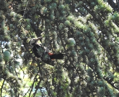 Dendrocopos syriacus